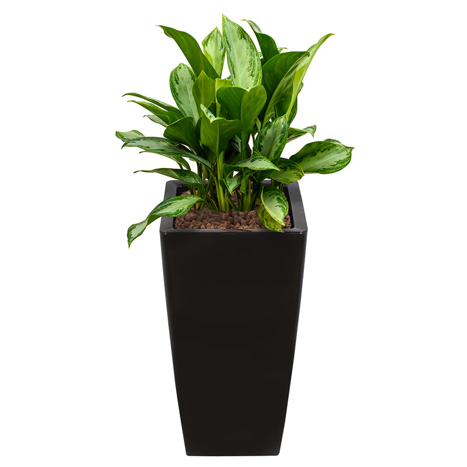 Aglaonema in Black square Ritz container