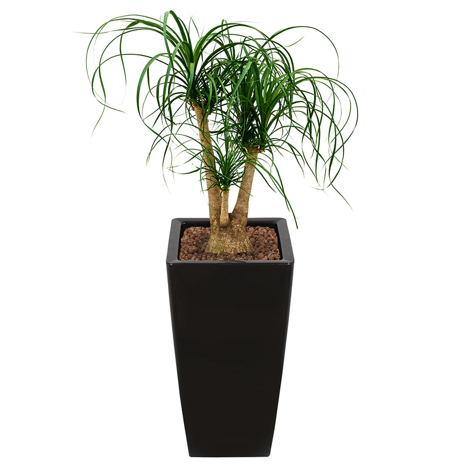 Beaucarnea Recurvata or Ponytail Palm in square black Ritz container