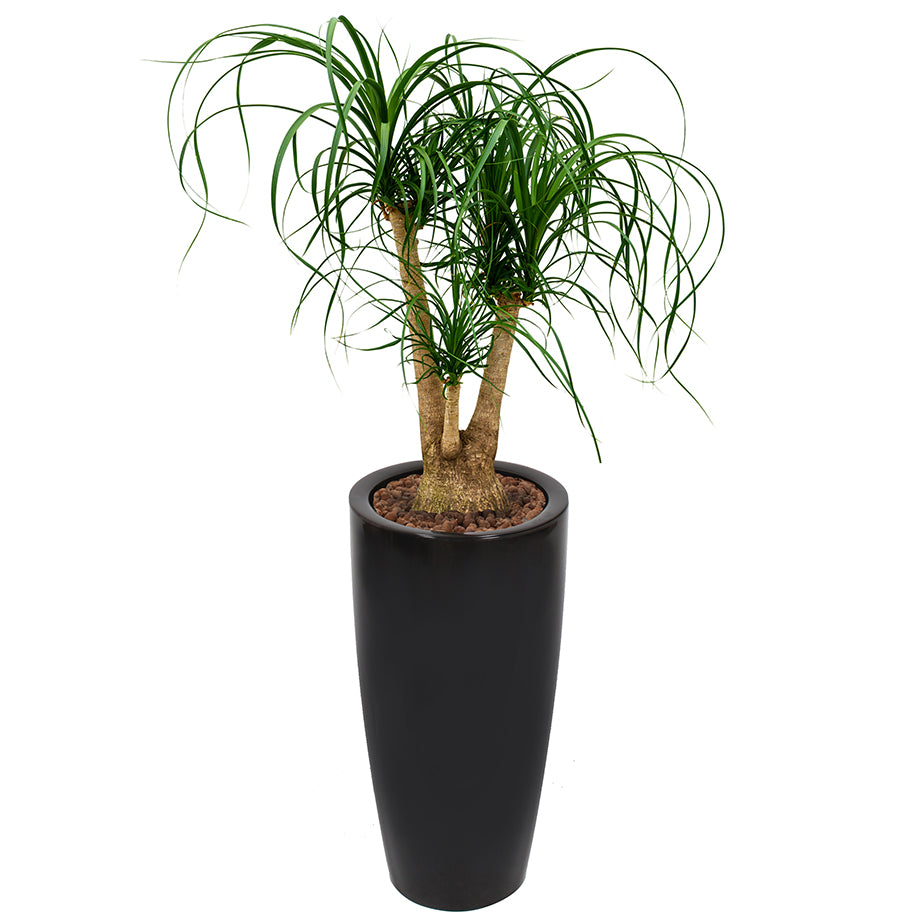 Beaucarnea Recurvata or Ponytail Palm in round black Ritz container