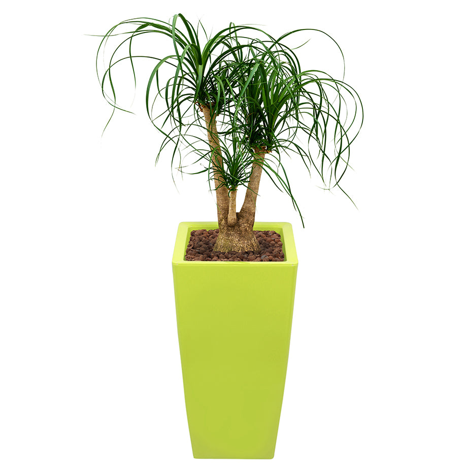 Beaucarnea Recurvata or Ponytail Palm in square lime green Ritz container