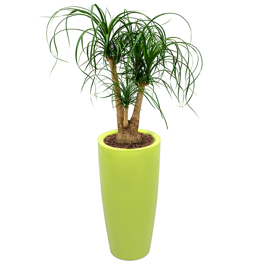 Beaucarnea Recurvata or Ponytail Palm in round lime green Ritz container