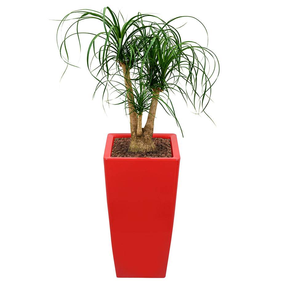 Beaucarnea Recurvata or Ponytail Palm in square red Ritz container