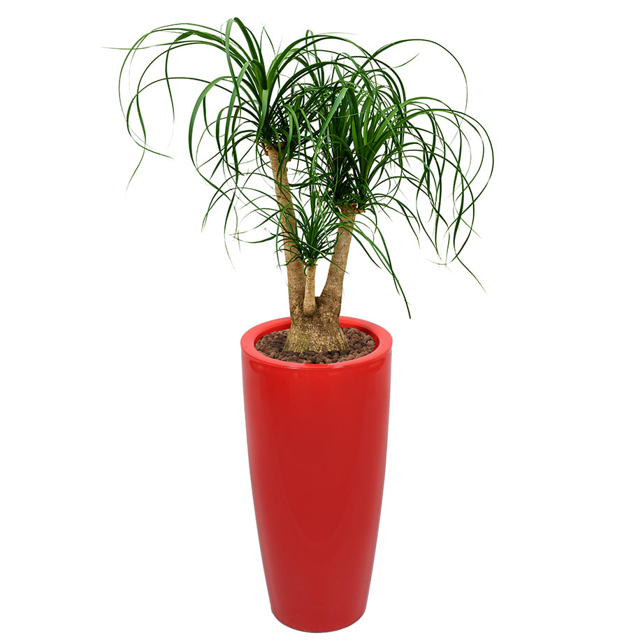 Beaucarnea Recurvata or Ponytail Palm in round red Ritz container