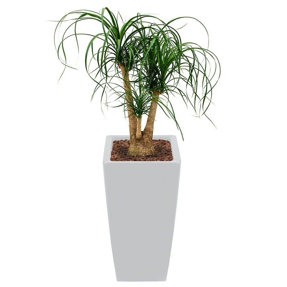 Beaucarnea Recurvata or Ponytail Palm in square silver Ritz container