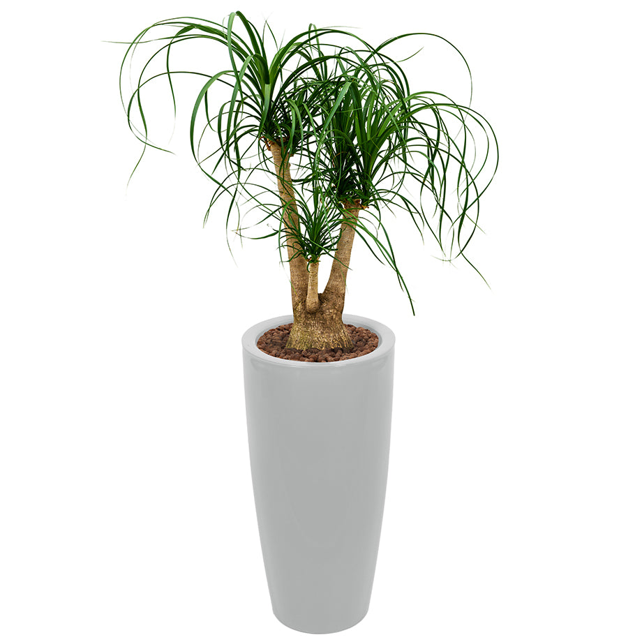 Beaucarnea Recurvata or Ponytail Palm in round silver Ritz container