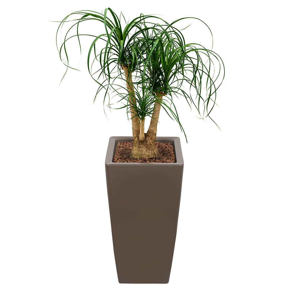 Beaucarnea Recurvata or Ponytail Palm in square taupe Ritz container