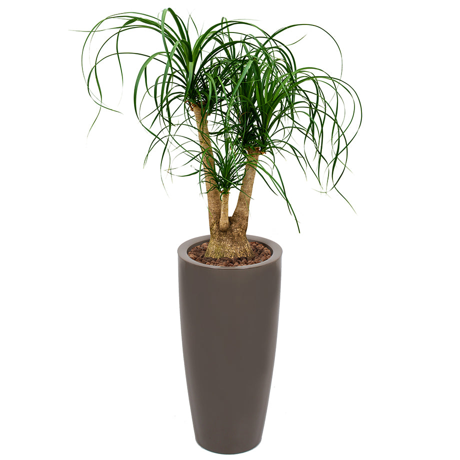 Beaucarnea Recurvata or Ponytail Palm in round taupe Ritz container