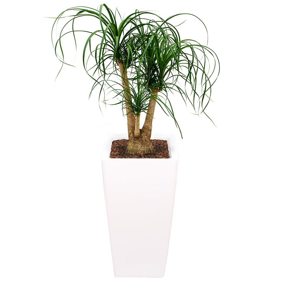 Beaucarnea Recurvata or Ponytail Palm in square white Ritz container