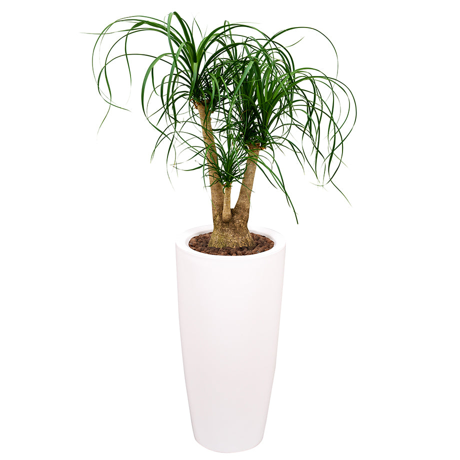 Beaucarnea Recurvata or Ponytail Palm in round white Ritz container