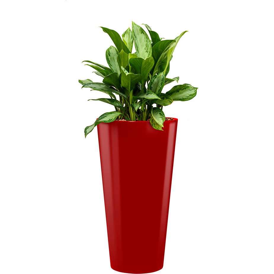 Aglaonema in red round Potz container