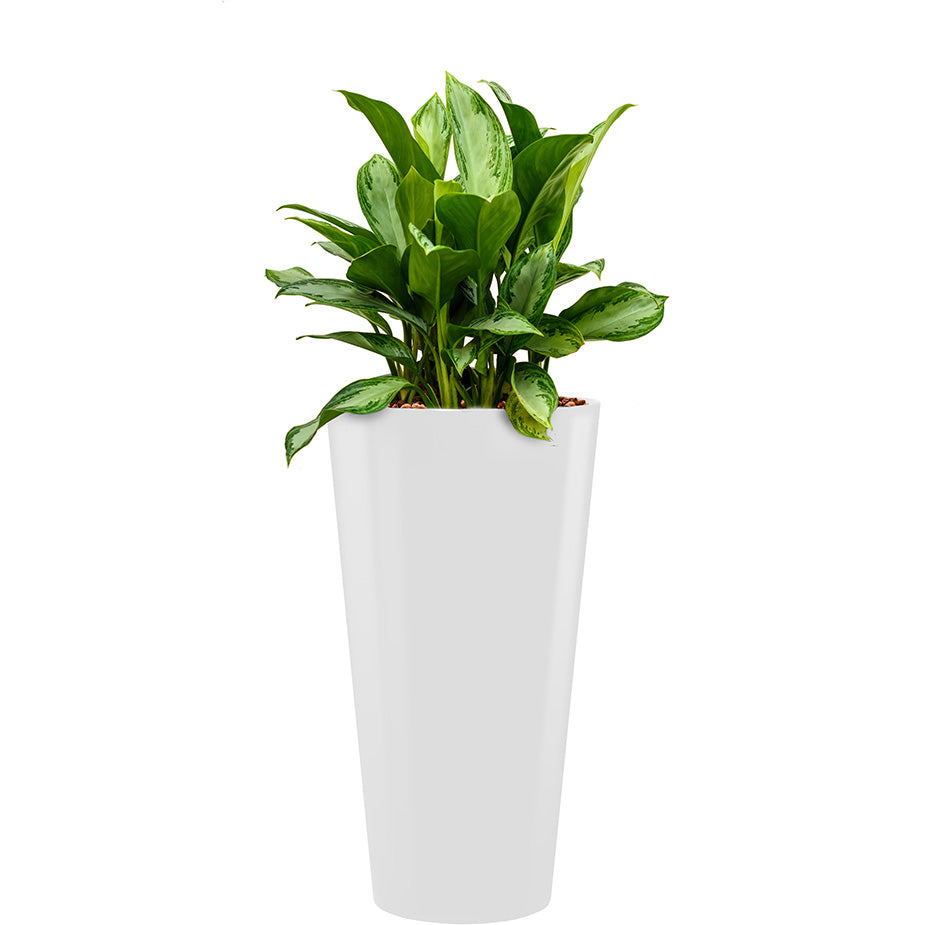 Aglaonema in white round Potz container