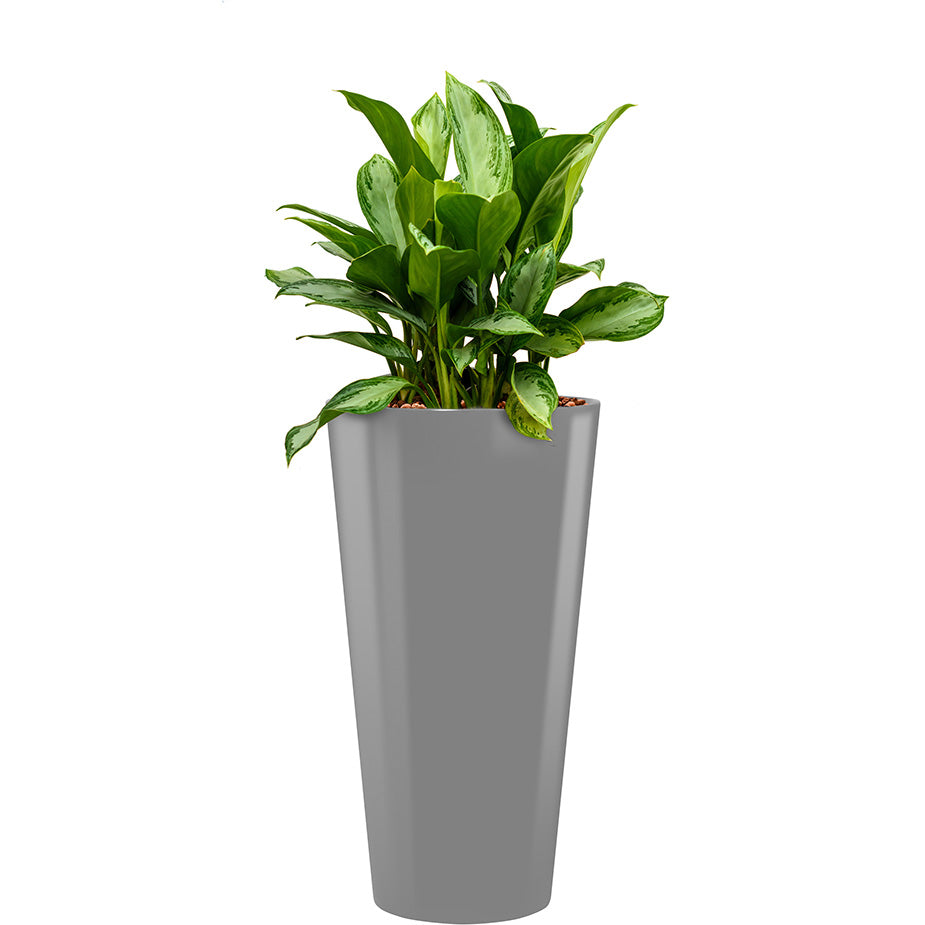 Aglaonema in silver round Potz container