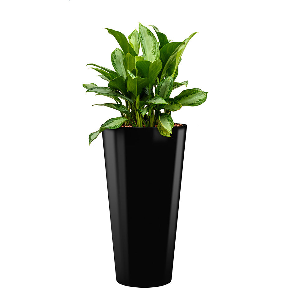 Aglaonema in black round Potz container