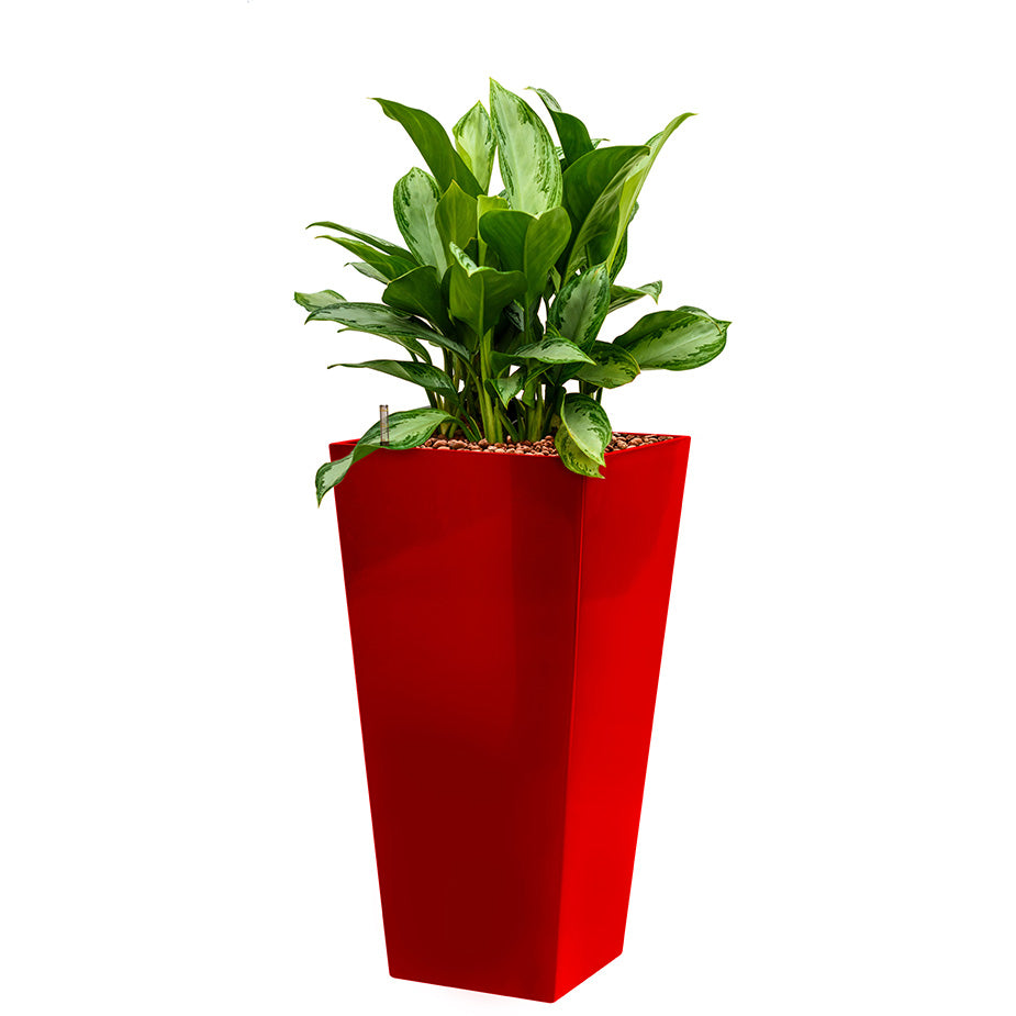 Aglaonema in red square Potz container