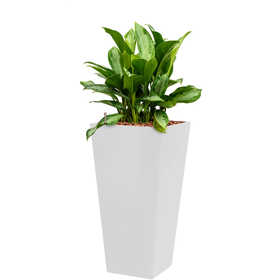 Aglaonema in white square Potz container