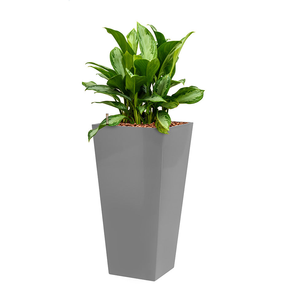 Aglaonema in siler square Potz container