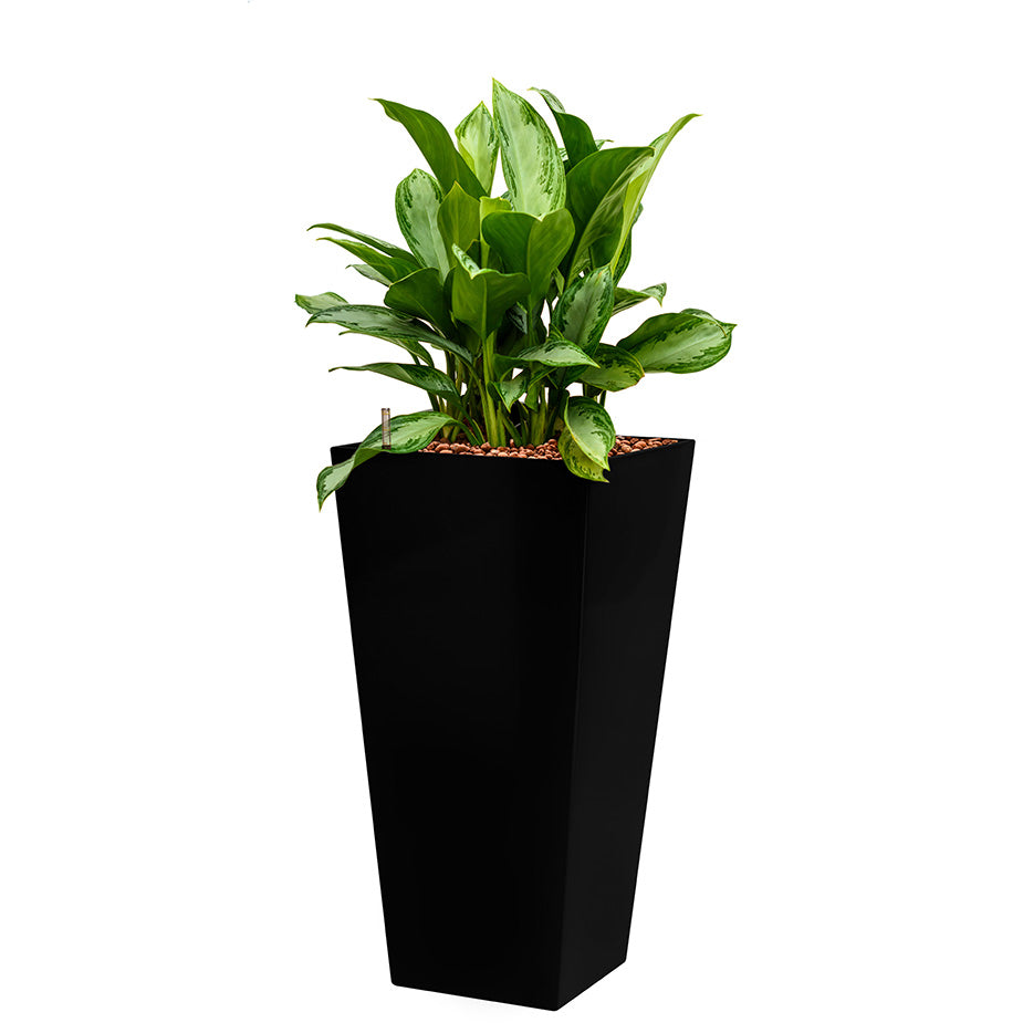 Aglaonema in black square Potz container