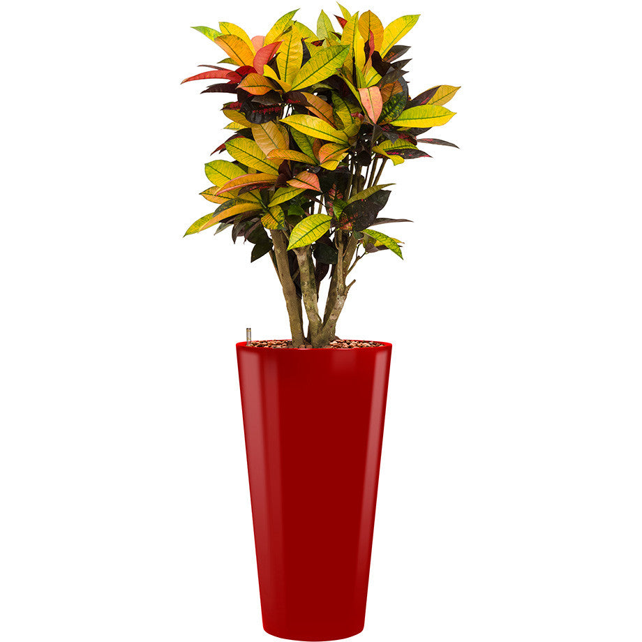 Croton Mrs Icerton in 75 Lechuza Round Tall pot in red