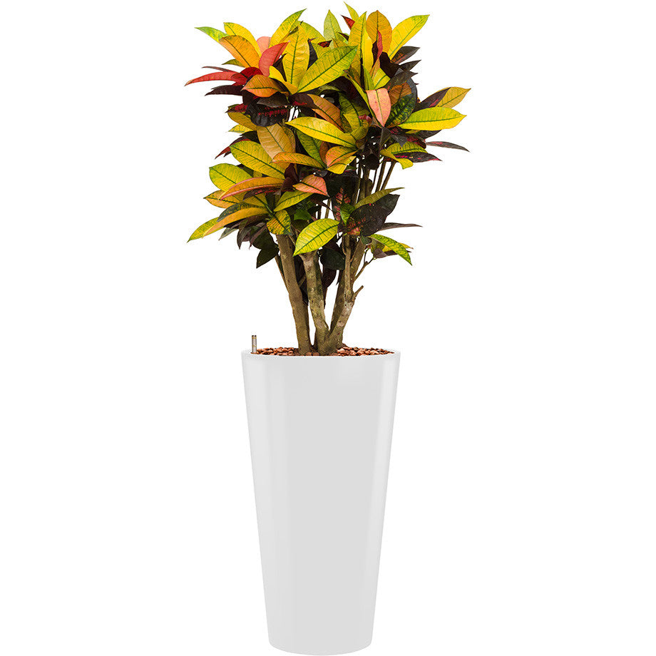 Croton Mrs Icerton in Round white Lechuza Tall pot 