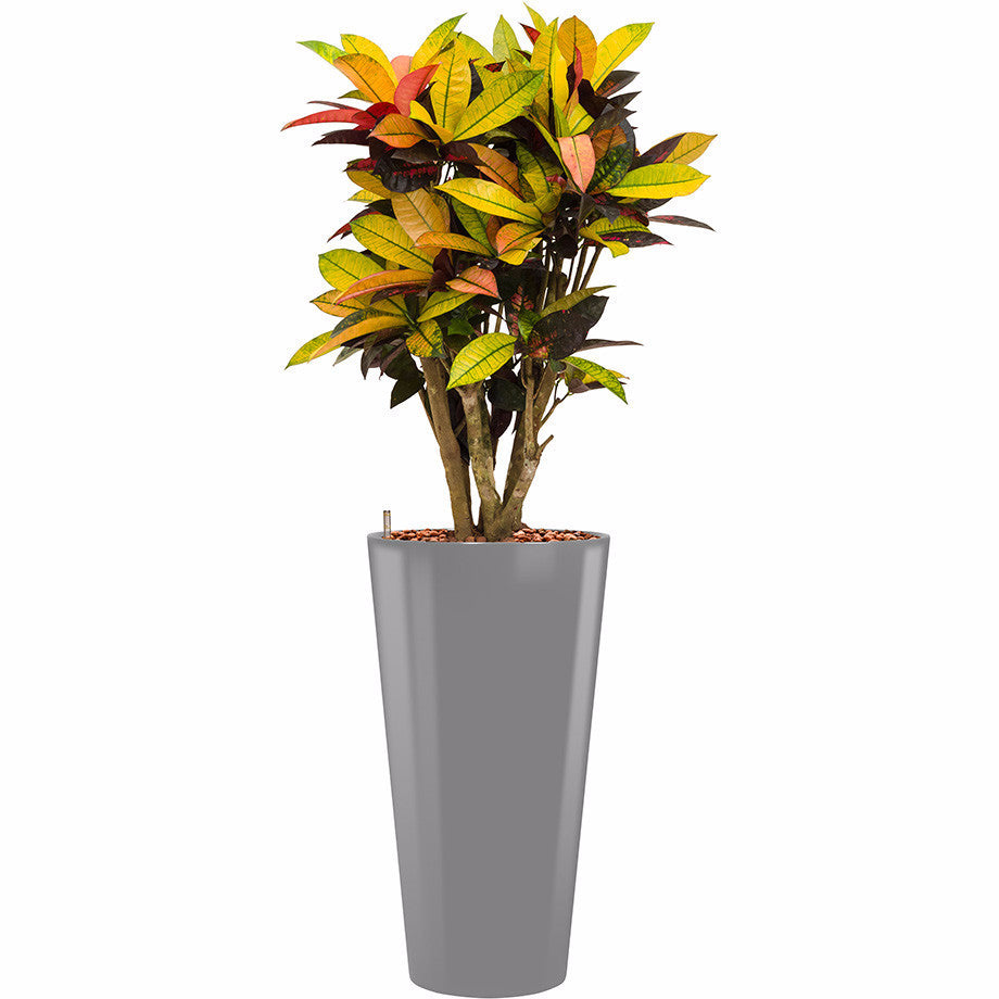 Croton Mrs Icerton in 75cm high silver Lechuza Tall pot