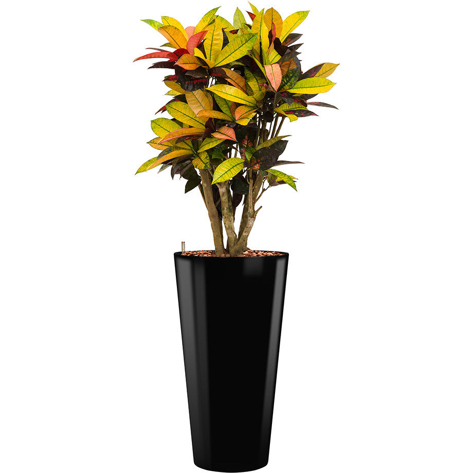 Croton Mrs Icerton in 75 Lechuza Round Tall pot in black