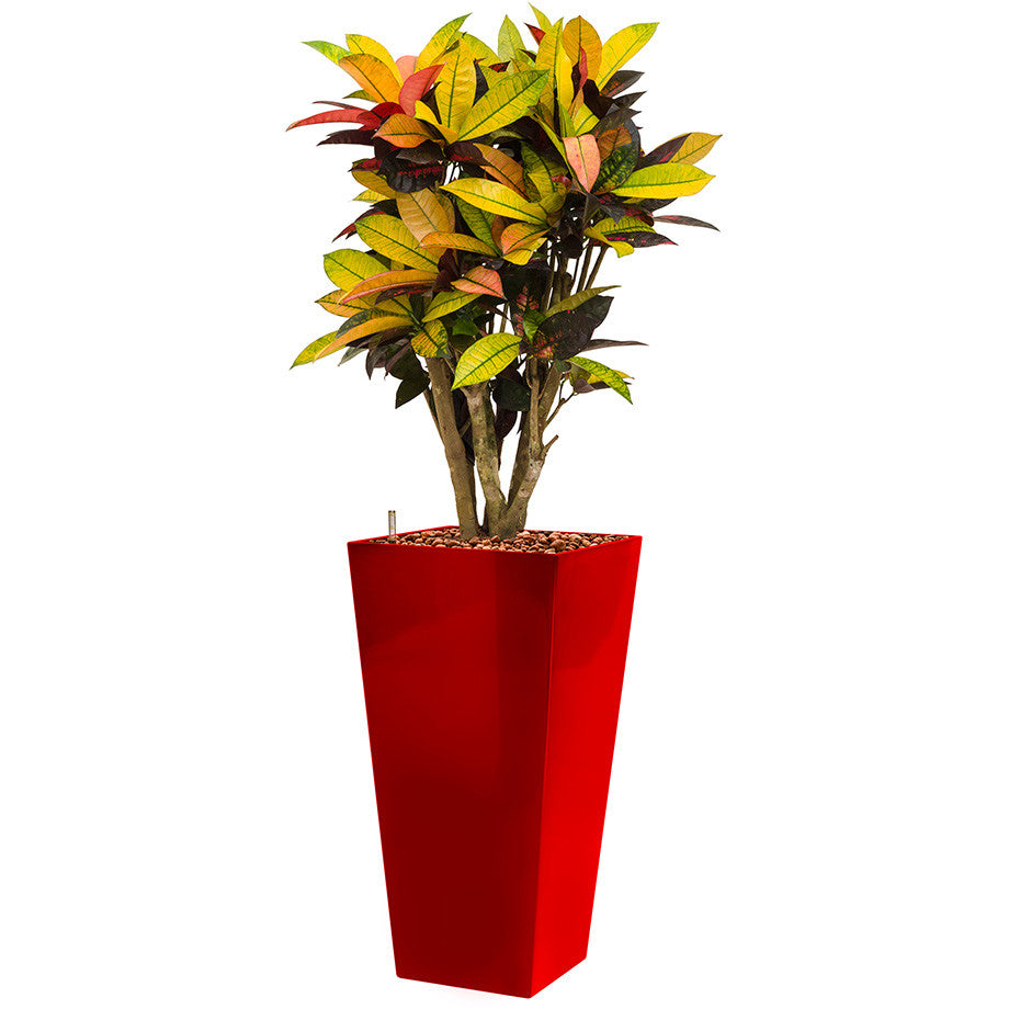 Croton Mrs Icerton in 75 Lechuza Square Tall pot in red