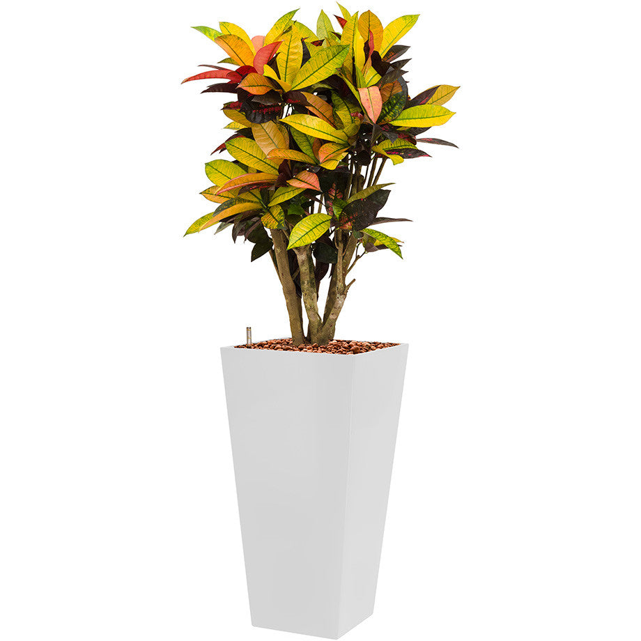 Croton Mrs Icerton in 75 white square Lechuza Tall potz