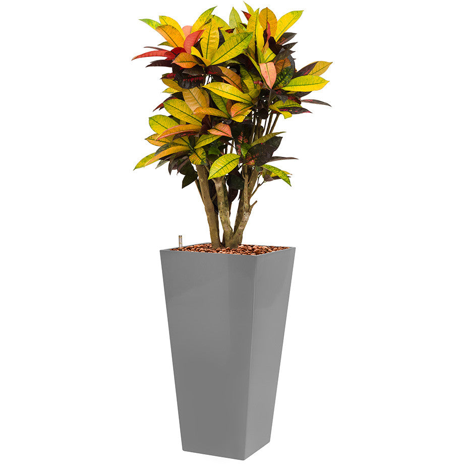 Croton Mrs Icerton in 75cm high  Lechuza Square Tall pot in silver