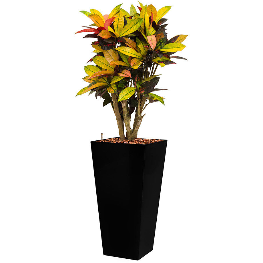 Croton Mrs Icerton in 75cm Lechuza cubico black Tall pot