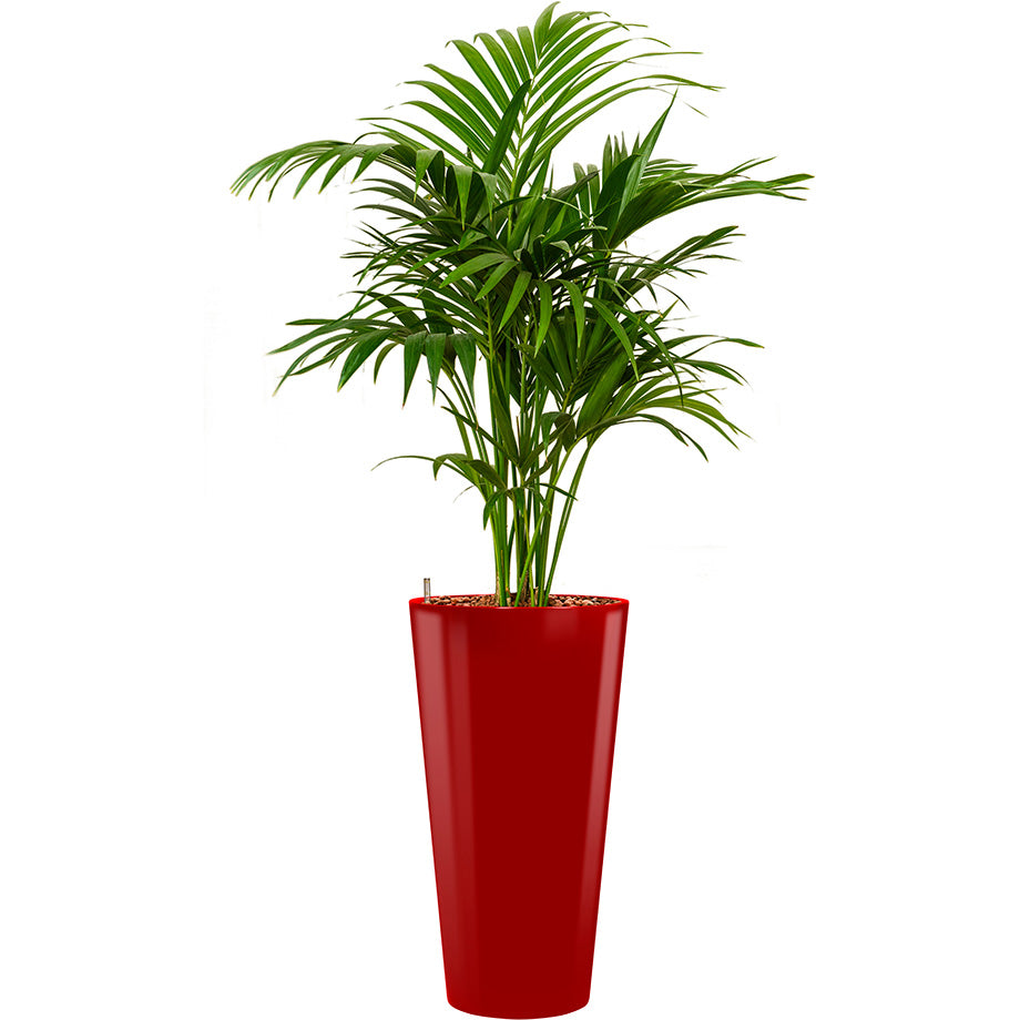 Kentia Howea palm in red Lechuza Rhondo round tall container