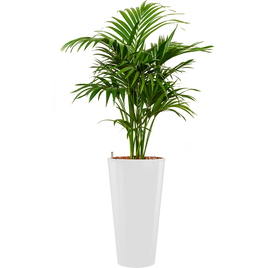 Kentia howea palm in Lechuza Cubico Square tall pot White