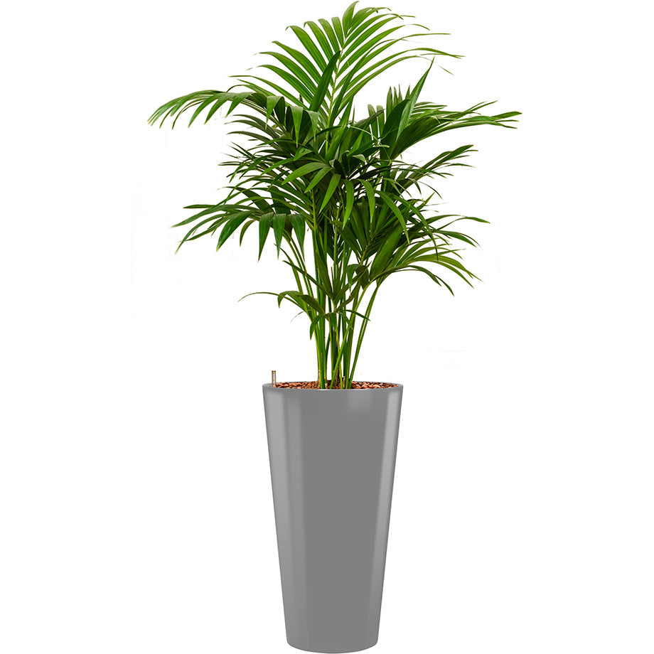 Kentia howea palm in Lechuza Rhondo round tall pot silver