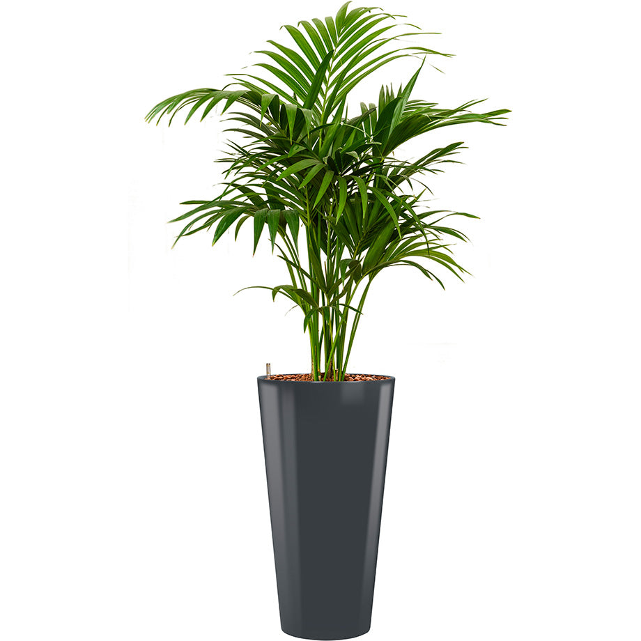 Kentia Howea palm in dark grey  Potz round container