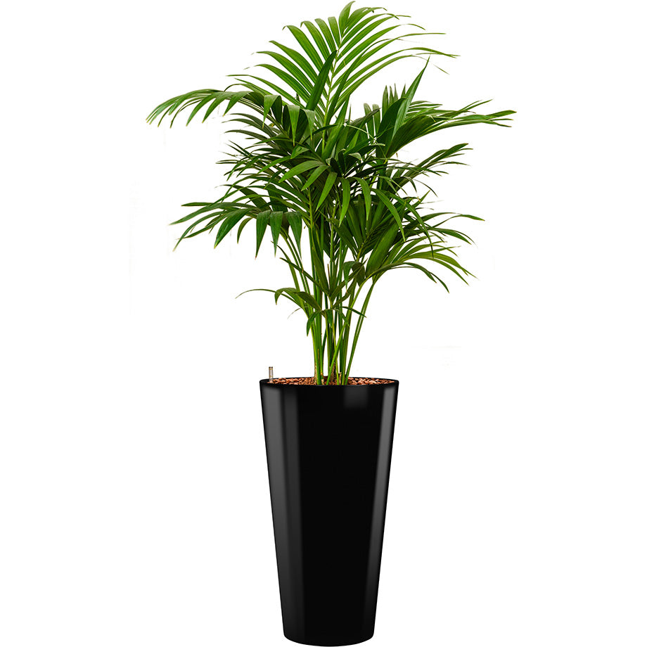 Kentia Howea palm in Black Potz round container 