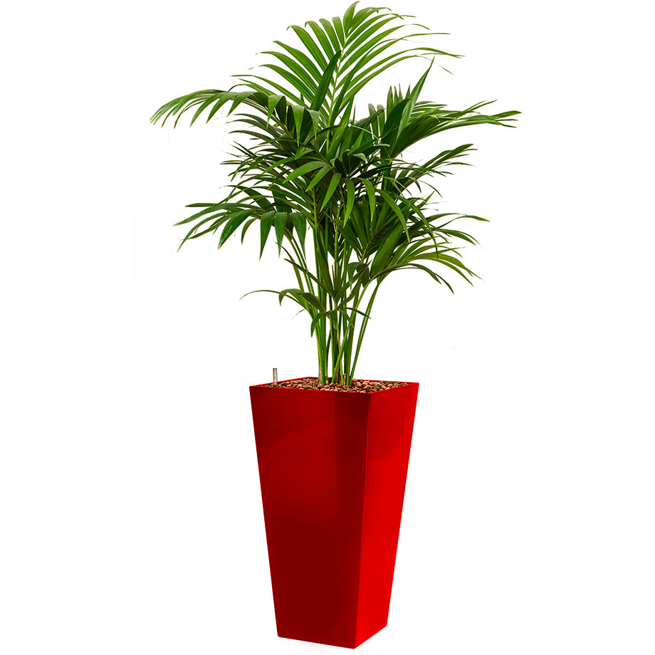 Kentia howea palm in red Lechuza Cubico square tall pot