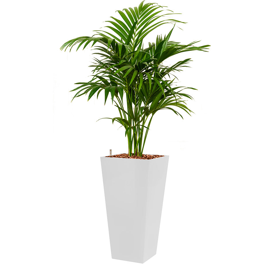 Kentia howea palm in Lechuza Cubico Square tall pot White