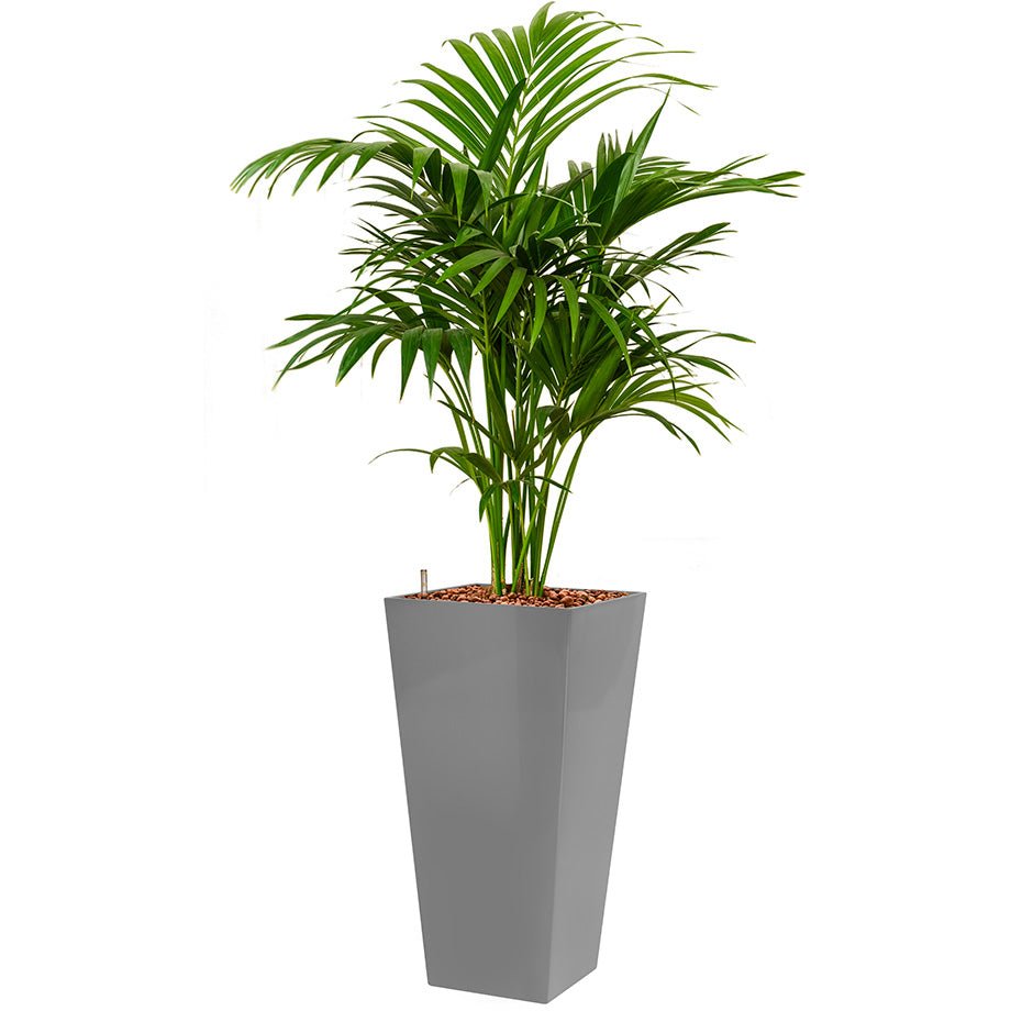 Kentia howea palm in silver Lechuza cubico  tall pot 