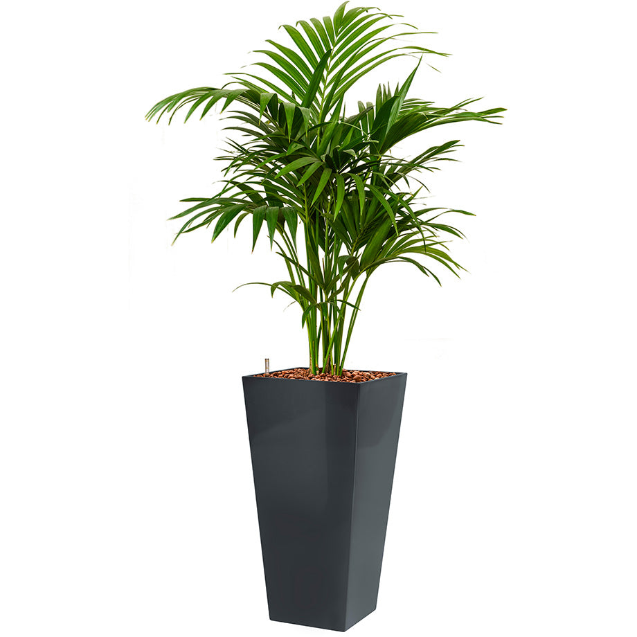 Kentia Howea palm in Anthracite Potz Square tall container 