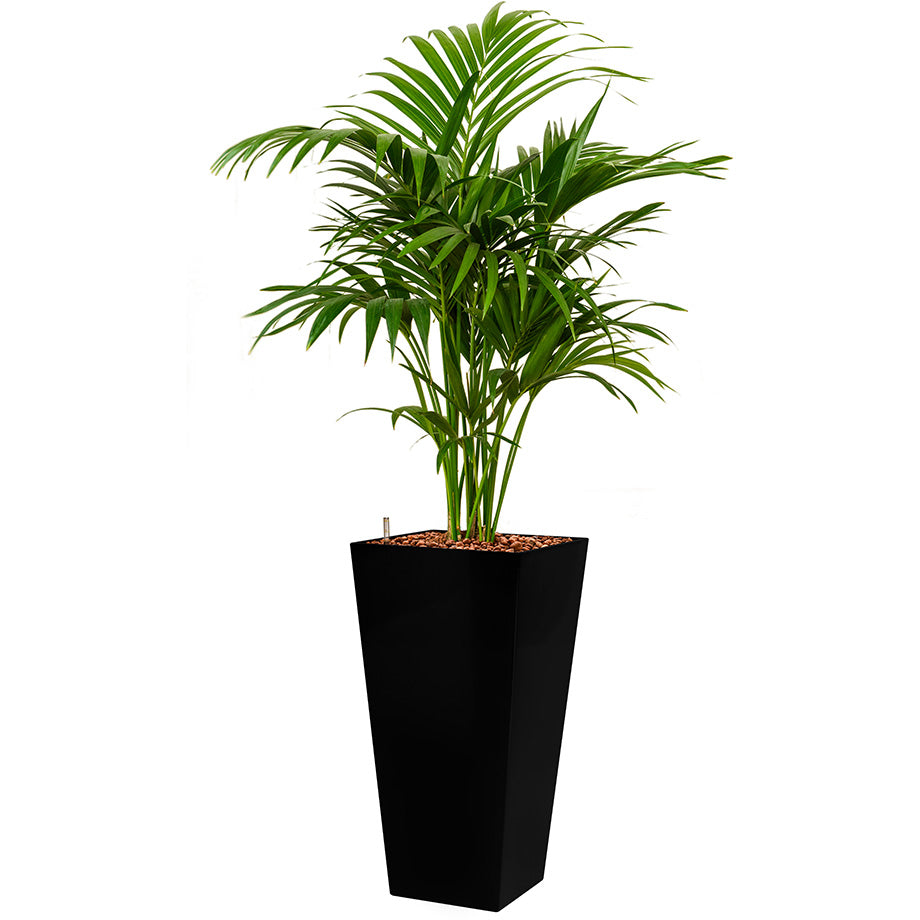 Kentia Howea palm in black Potz Square tall container 