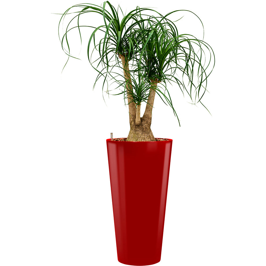 beaucarnia Ponytail plant in red round Potz container