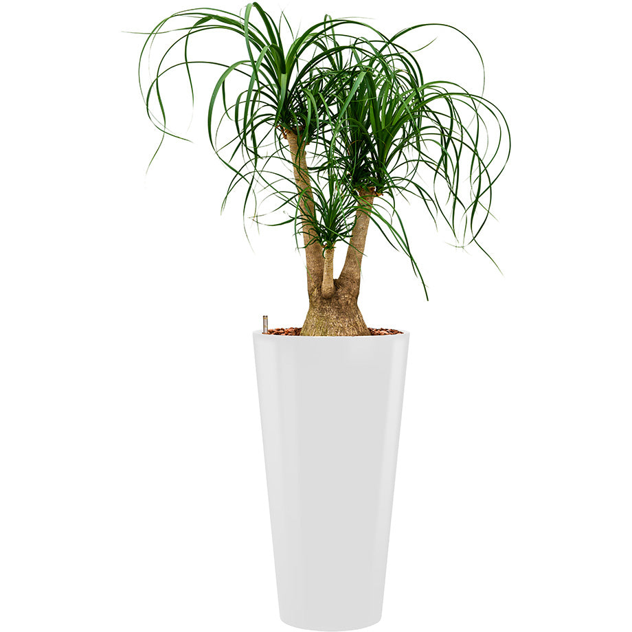 Beaucarnia Ponytail plant in white round Potz container