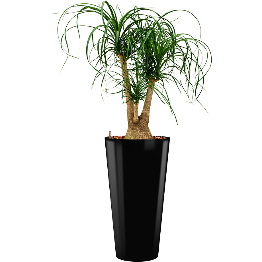 Beaucarnia Ponytail plant in Black round Potz container