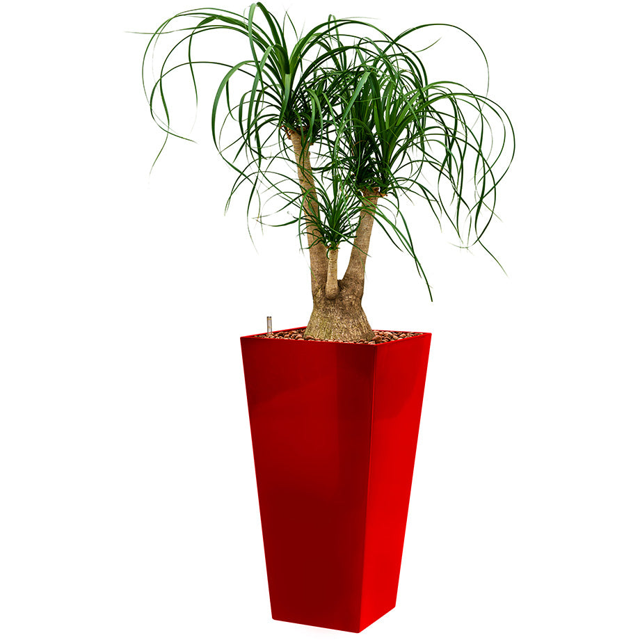 Beaucarnia Ponytail plant in red Square Potz container