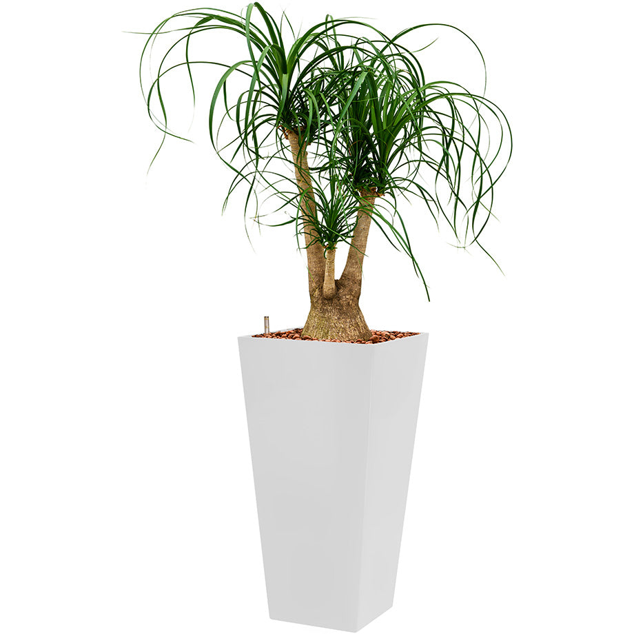 Beaucarnia Ponytail plant in white Square Potz container