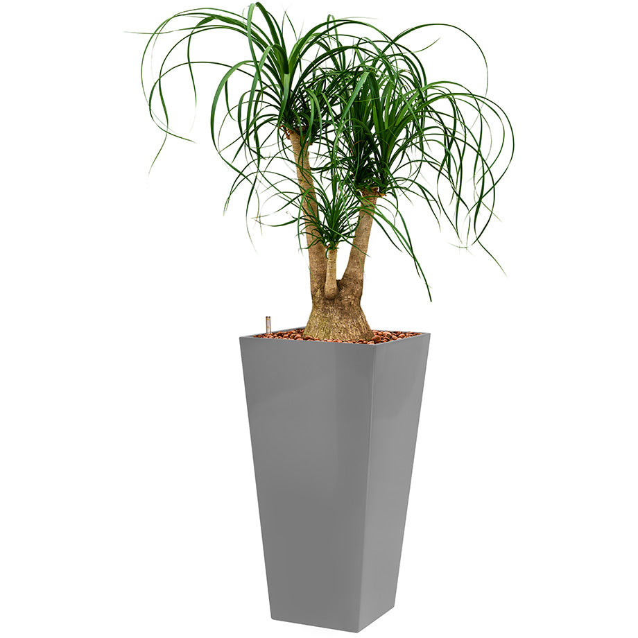 Beaucarnia Ponytail plant in Silver  Square Lechuza container