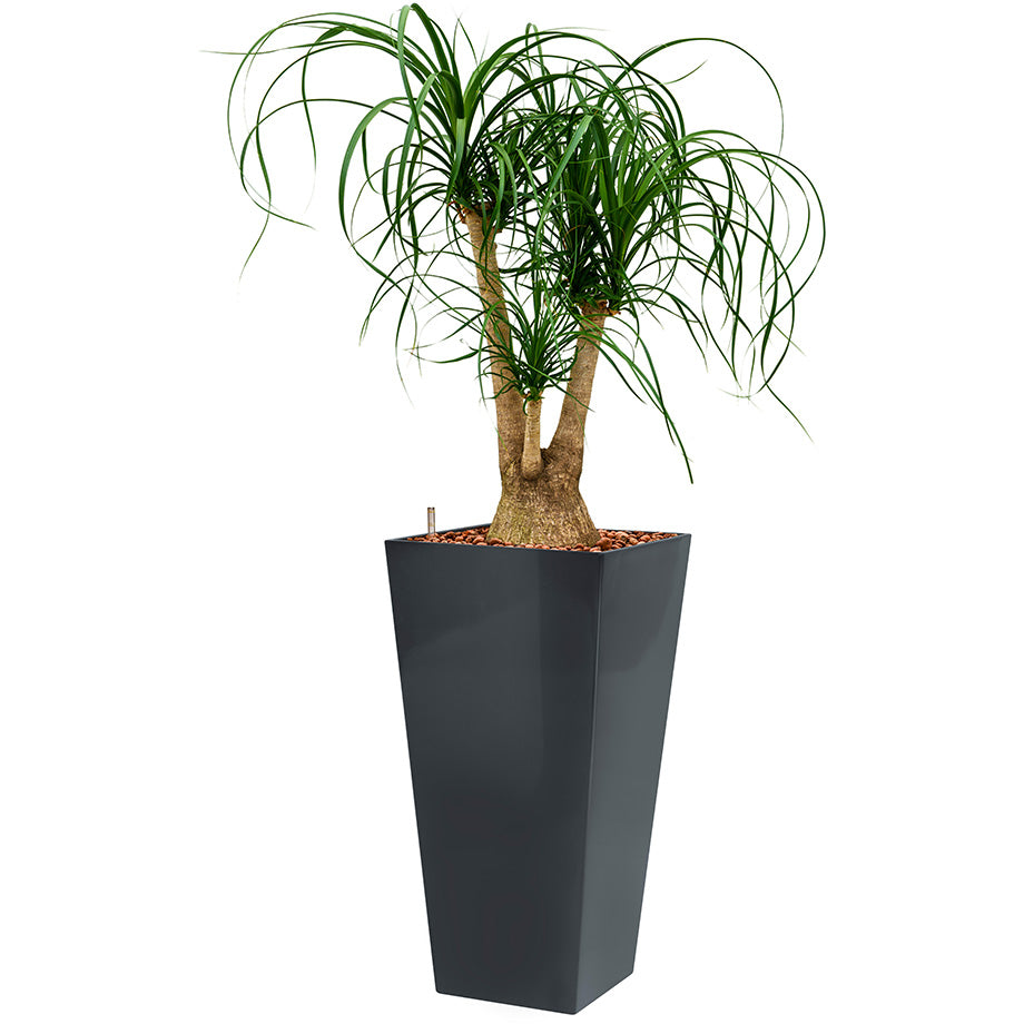 Beaucarnia Ponytail plant in Anthracite Square Potz container