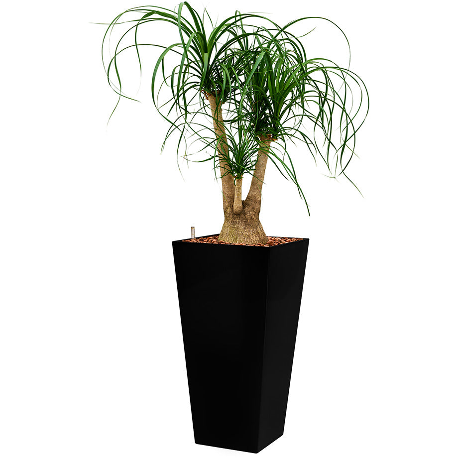 Beaucarnia Ponytail plant in Black square Potz container