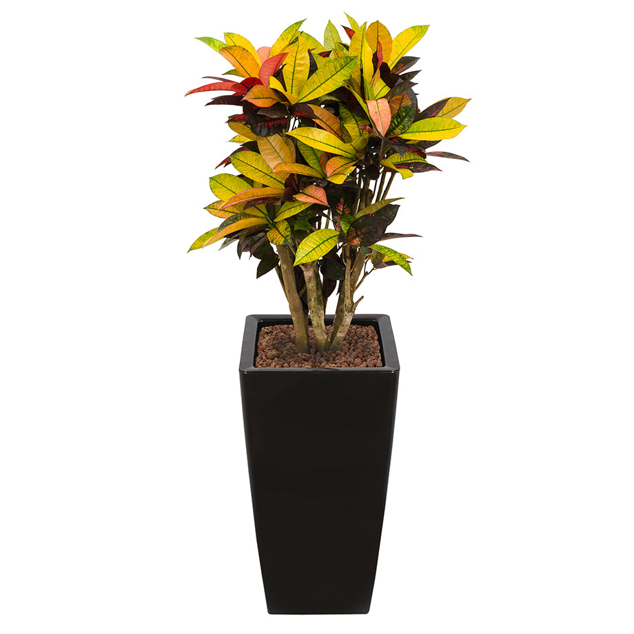 Croton codiaeum plant Mrs Icerton complete in black square Ritz container
