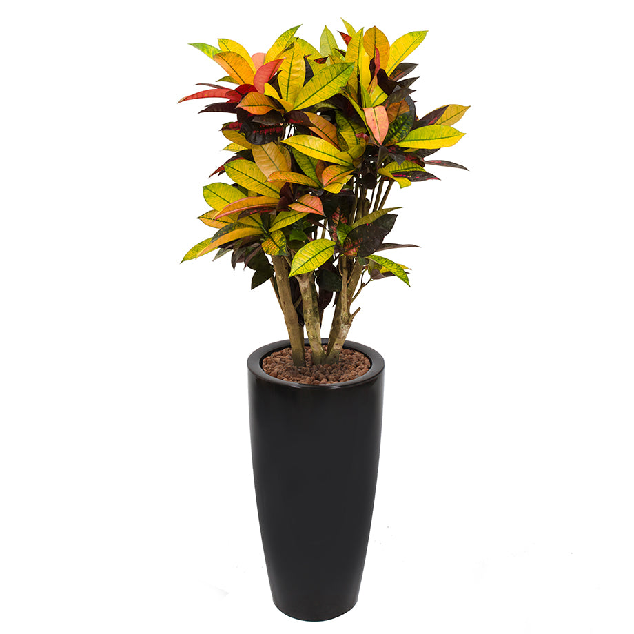 Croton codiaeum plant Mrs Icerton complete in black round Ritz container