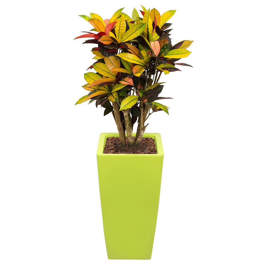 Croton codiaeum plant Mrs Icerton complete in lime green square Ritz container